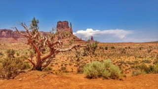 Albero secco nel Grand Canyon