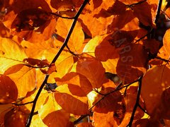 Foglie gialle d'autunno