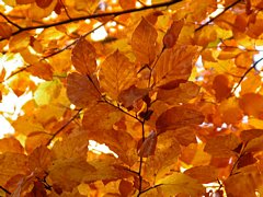 Foglie gialle d'autunno