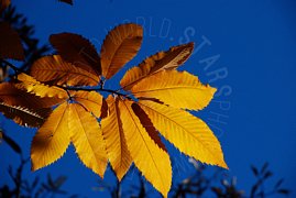 Foglie gialle d'autunno