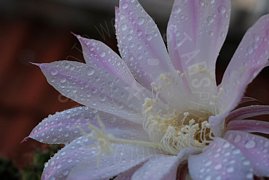 Fiore bianco in primo piano macro