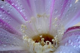 Fiore bianco in primo piano macro