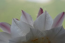 Fiore bianco in primo piano macro