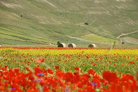 Campo di fiori e papaveri con balle di paglia