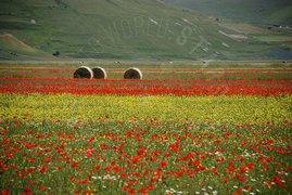 Campo di fiori e papaveri con balle di paglia