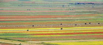Campo di fiori e papaveri con balle di paglia