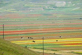 Campo di fiori e papaveri con balle di paglia