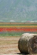 Campo di fiori e papaveri con balle di paglia