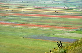 Campi di fiori dall'alto