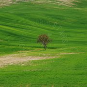 Colline verdi in primavera con albero
