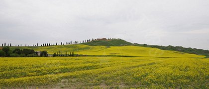 Campi con fiori gialli