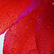 Fiore rosso in primo piano macro