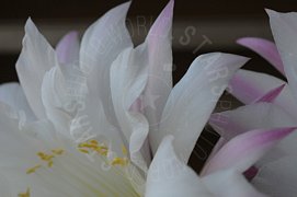 Fiore bianco in primo piano macro