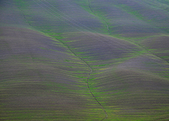Colline con fiori viola