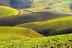 Colline verdi con fiori gialli