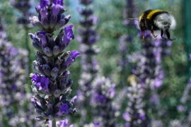 Bombo e fiori di lavanda